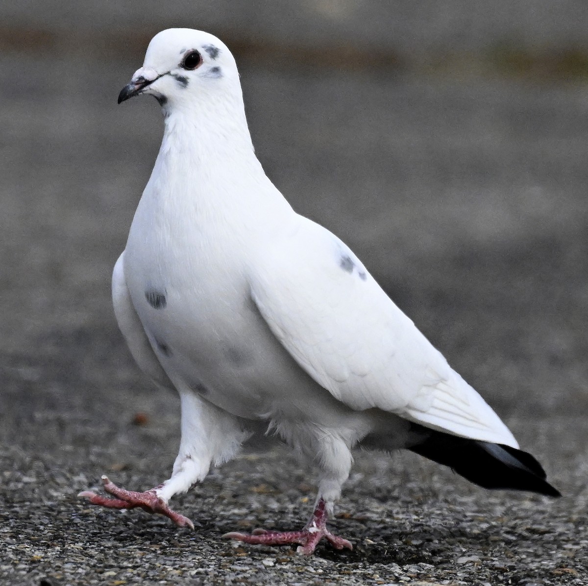 Rock Pigeon (Feral Pigeon) - ML611134829