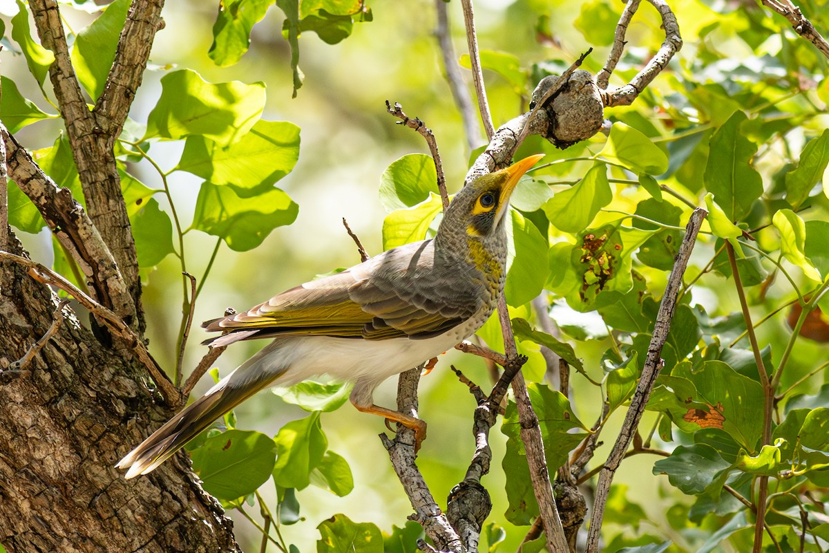 Yellow-throated Miner - Pedro Nicolau