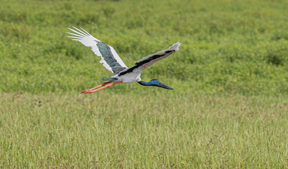 Black-necked Stork - ML611135057