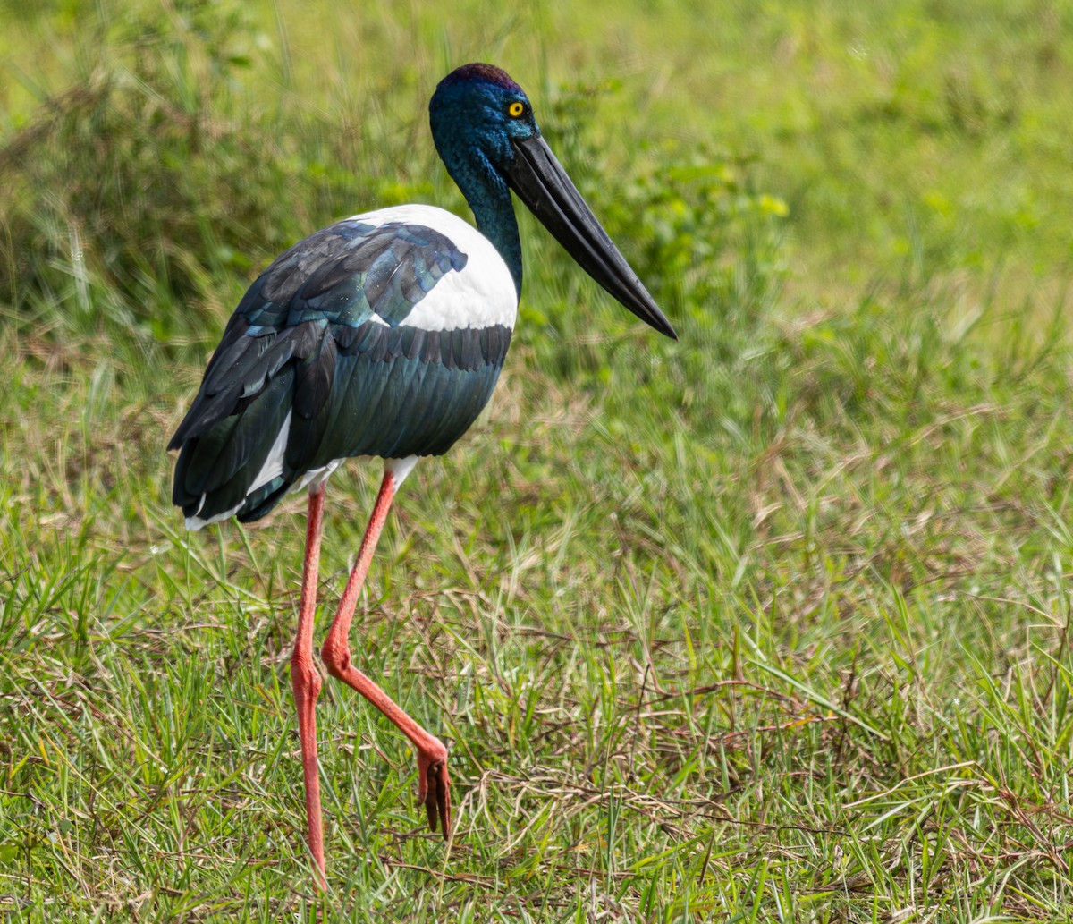 Black-necked Stork - ML611135059