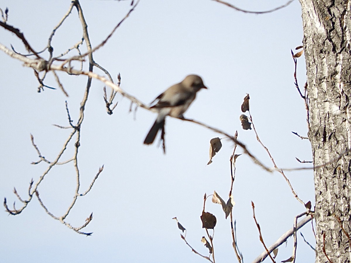 Northern Shrike - ML611135101