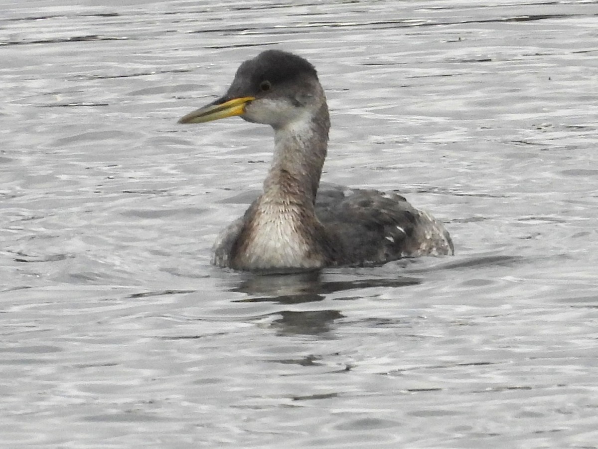 Red-necked Grebe - Susan Gowen