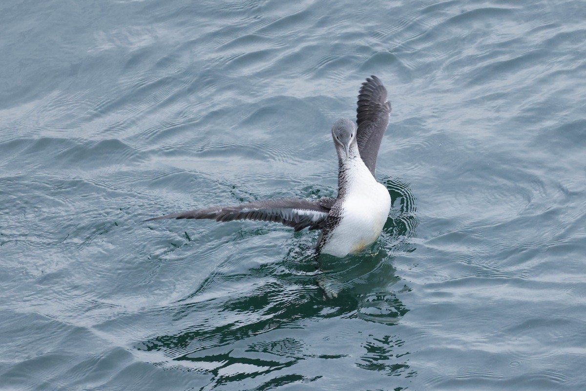 Red-throated Loon - ML611135155