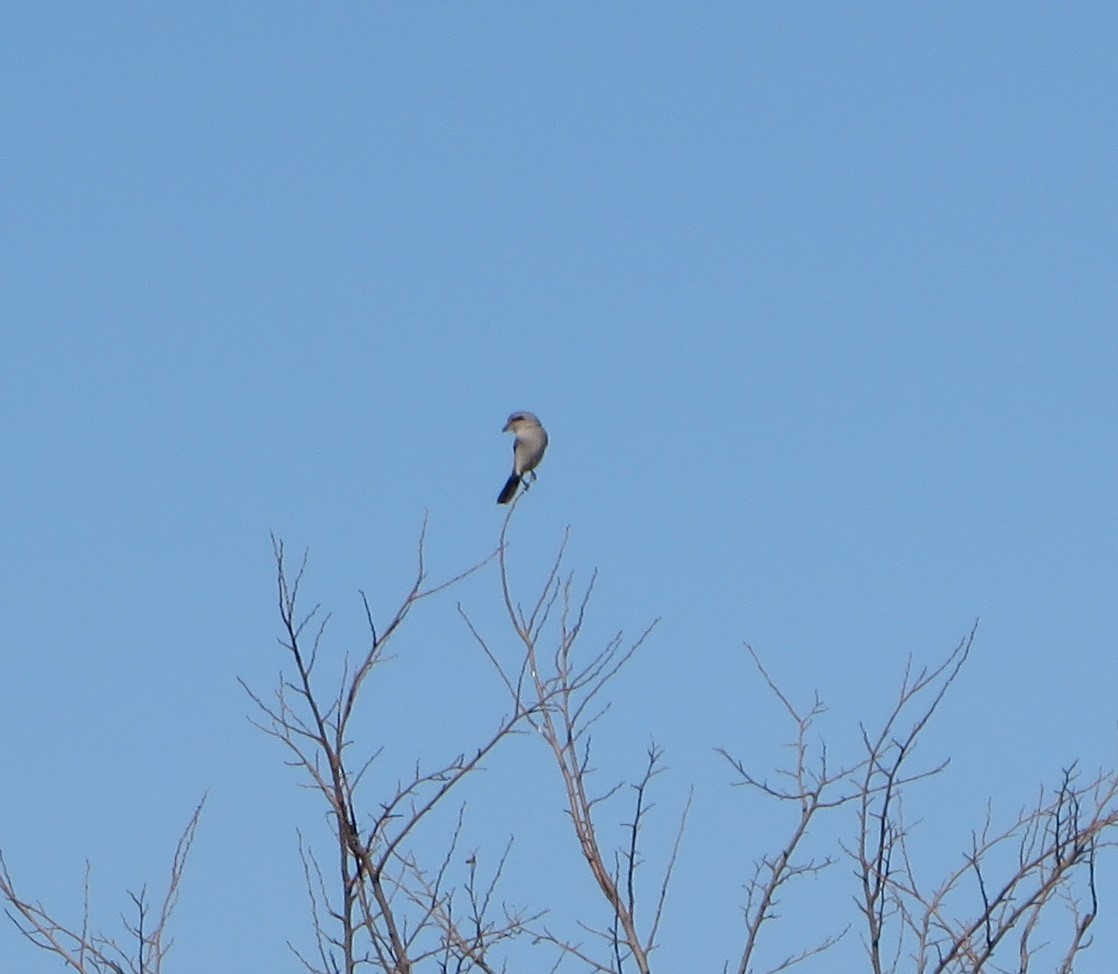 Northern Shrike - Brit Nahorney