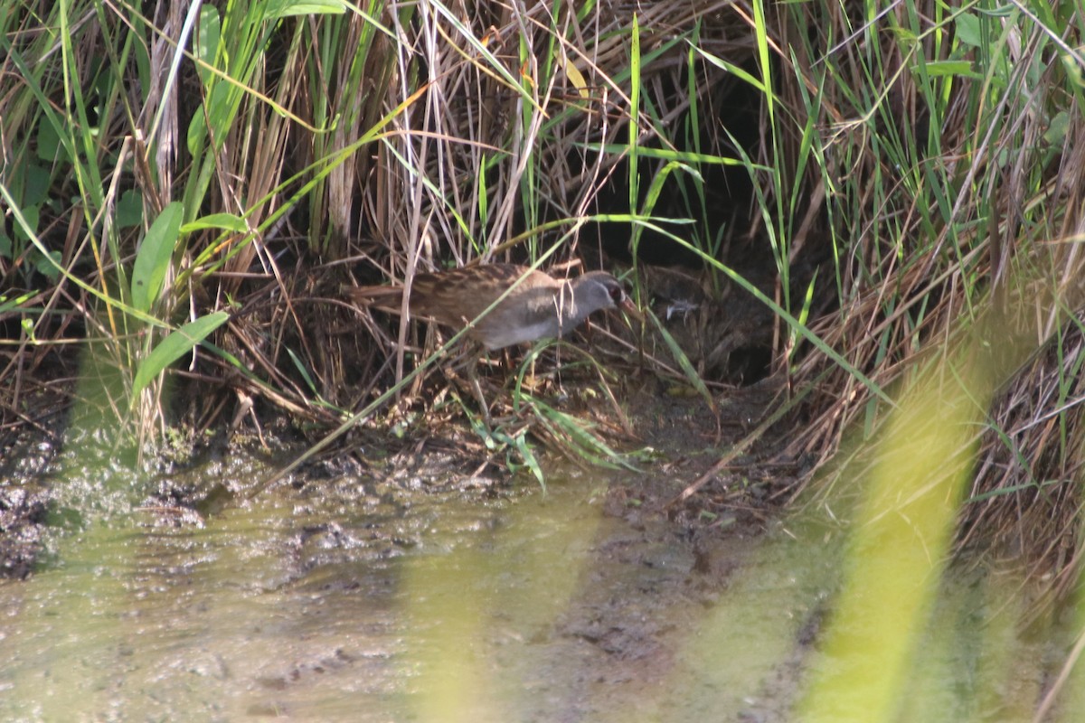 White-browed Crake - James Lambert