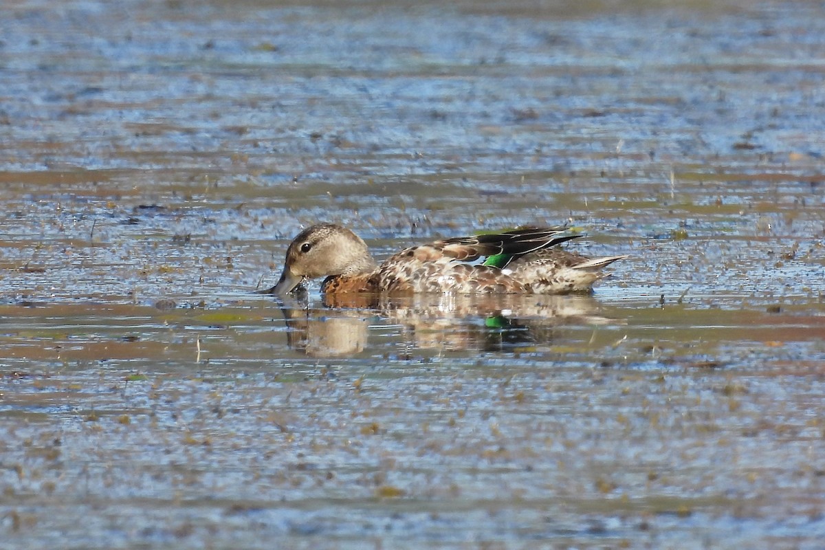 Blue-winged Teal - ML611135195