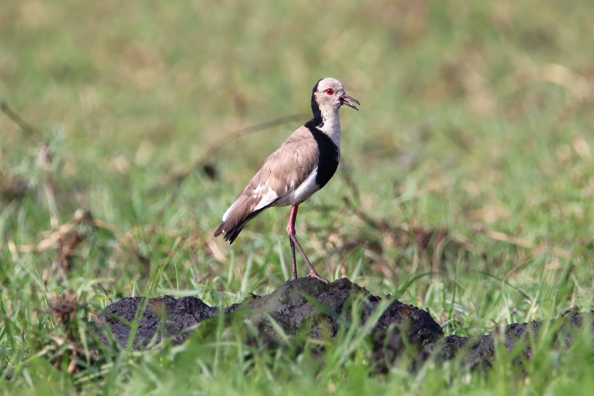 Long-toed Lapwing - Patrick Sysiong