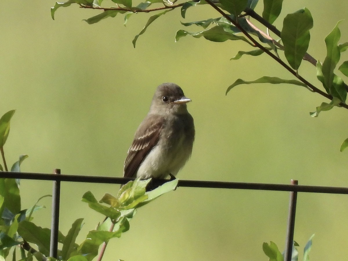 Eastern Wood-Pewee - ML611135233