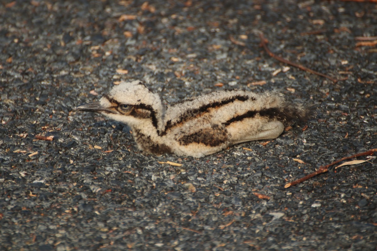 Bush Thick-knee - ML611135323