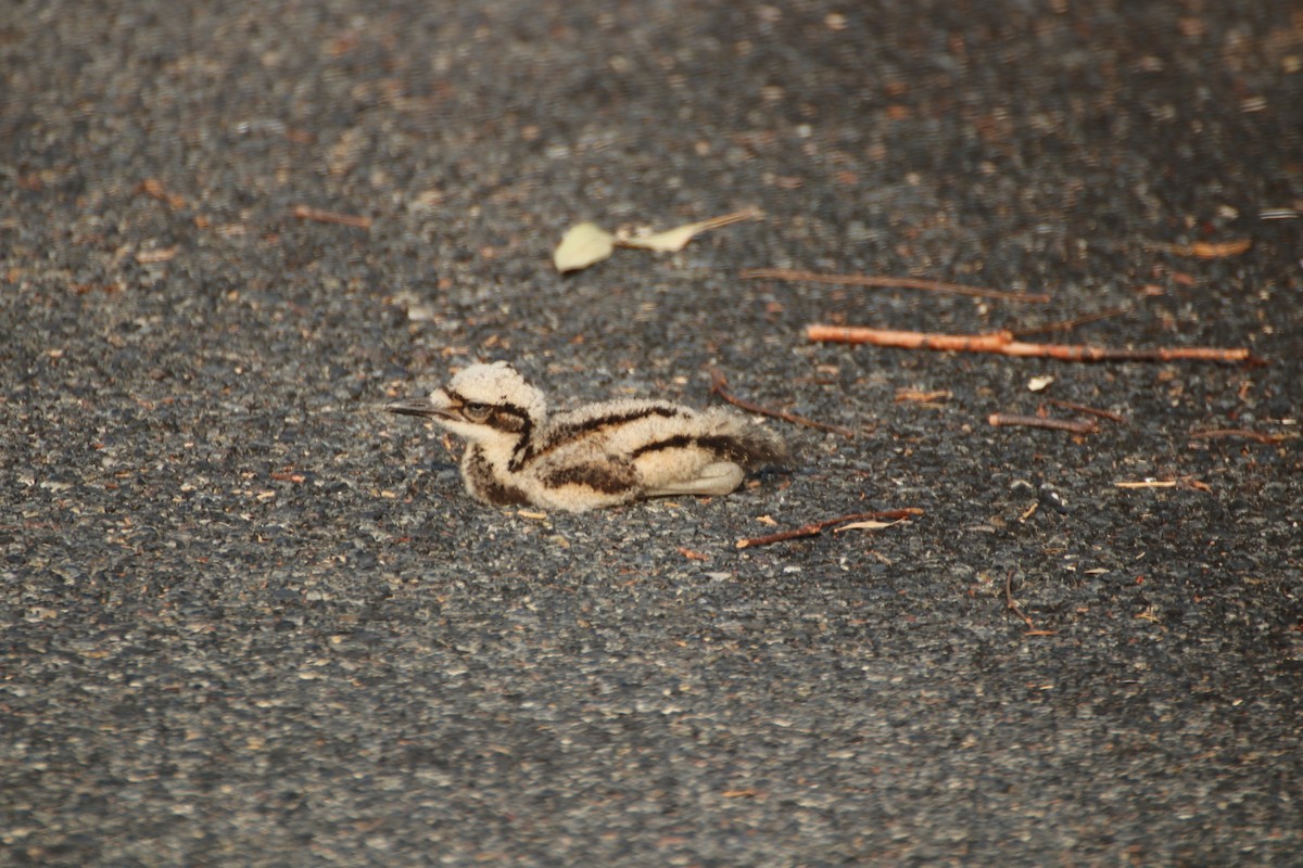 Bush Thick-knee - ML611135324