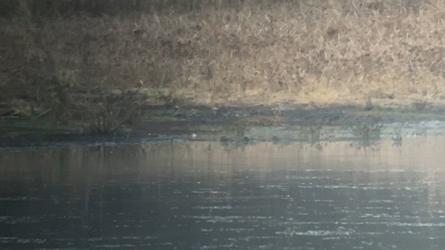 Green-winged Teal (American) - ML611135327