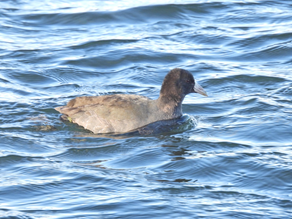 American Coot - ML611135409