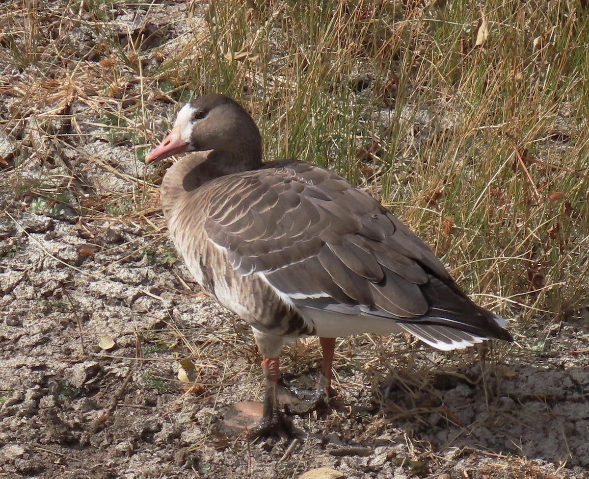 Greater White-fronted Goose - ML611135425