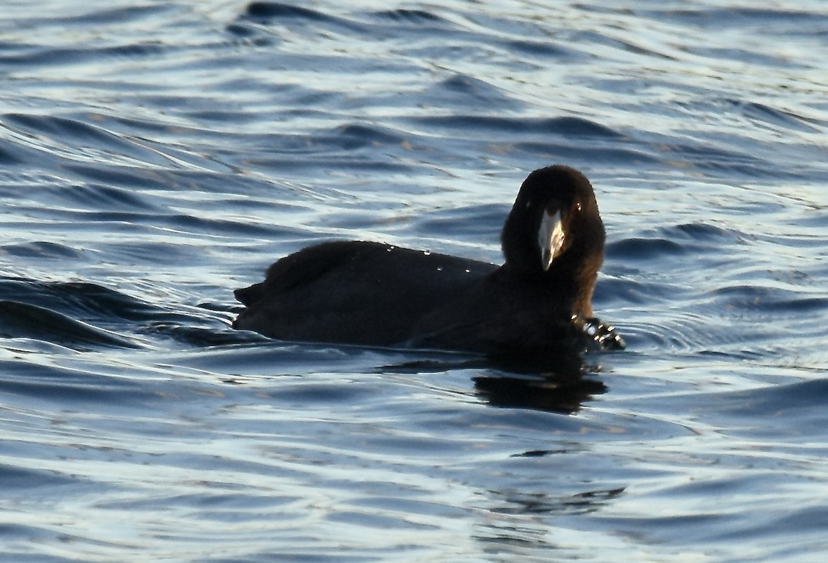 American Coot - ML611135458