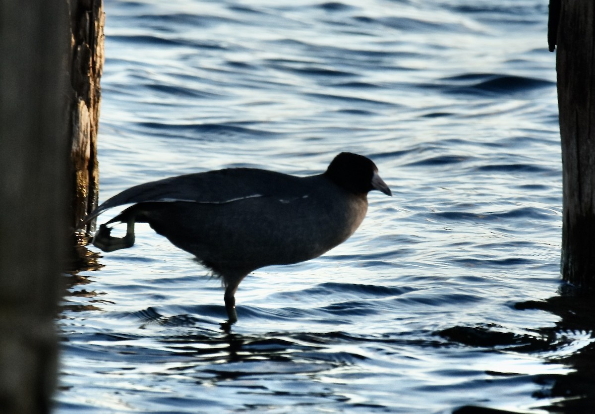 American Coot - scot stewart