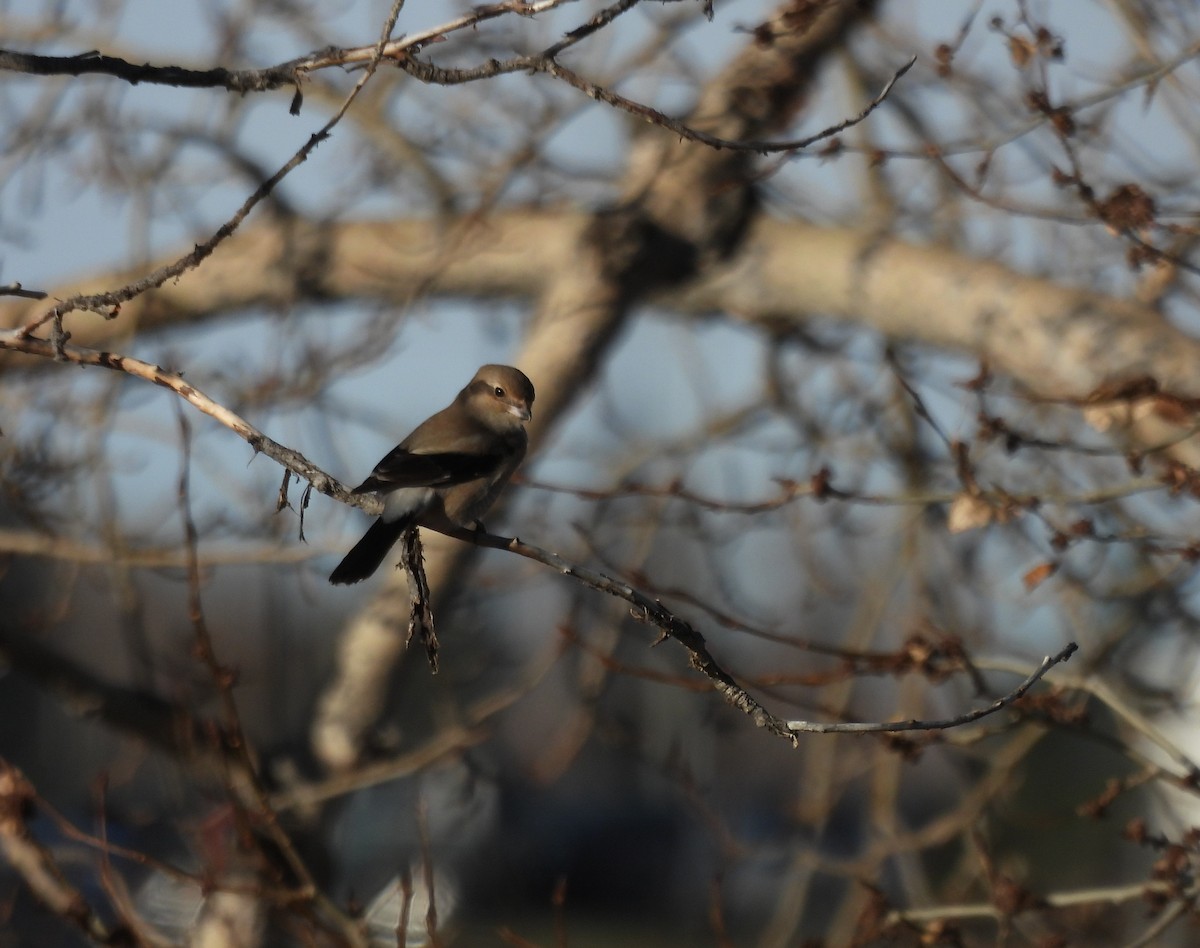 Northern Shrike - ML611135490