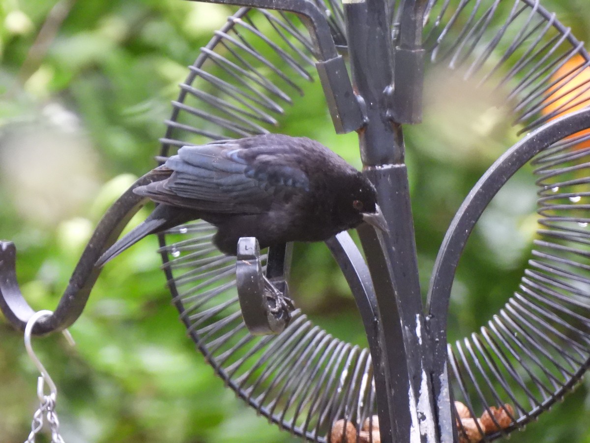 eBird Checklist - 14 Nov 2023 - Holm Oak - 1 species