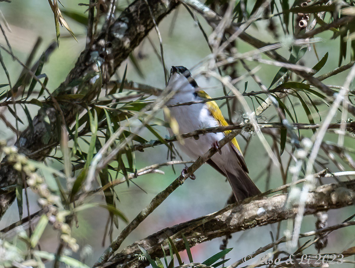 White-throated Honeyeater - ML611135543