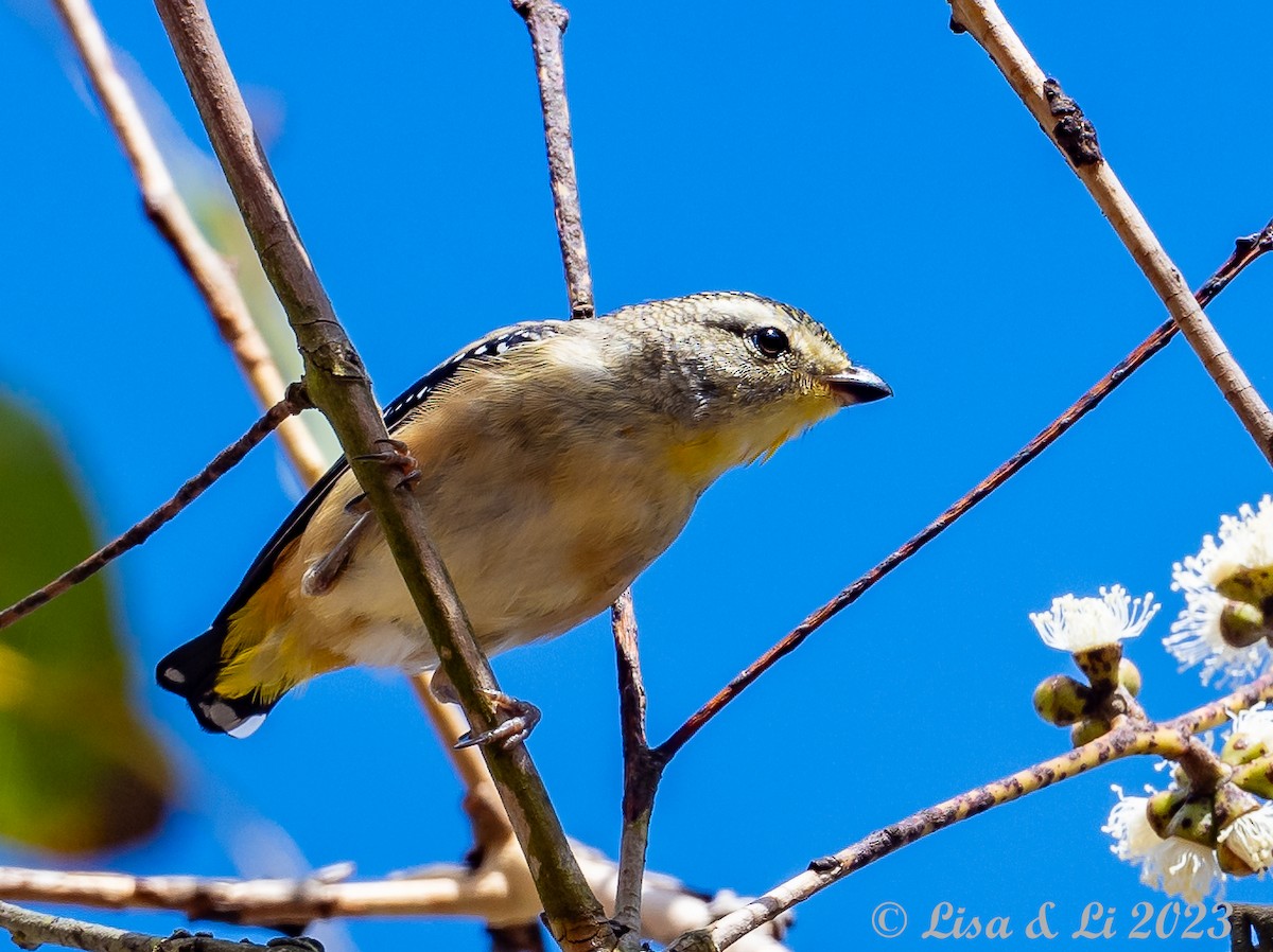 Spotted Pardalote (Wet Tropics) - ML611135550