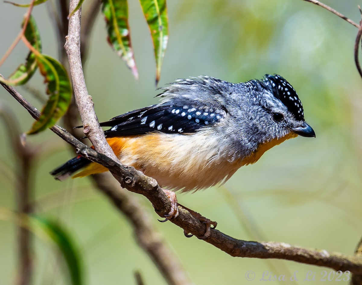 Spotted Pardalote (Wet Tropics) - Lisa & Li Li