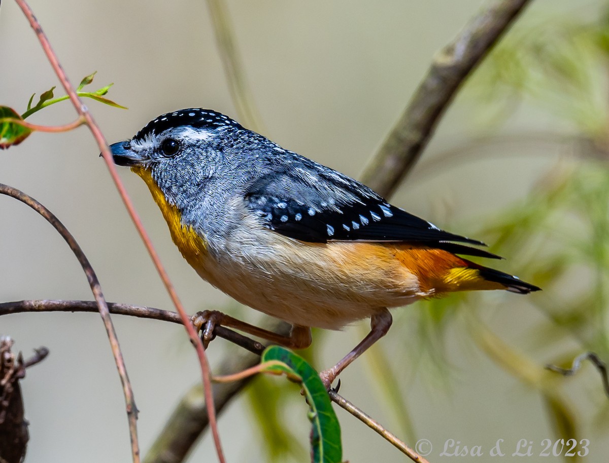 Spotted Pardalote (Wet Tropics) - ML611135552