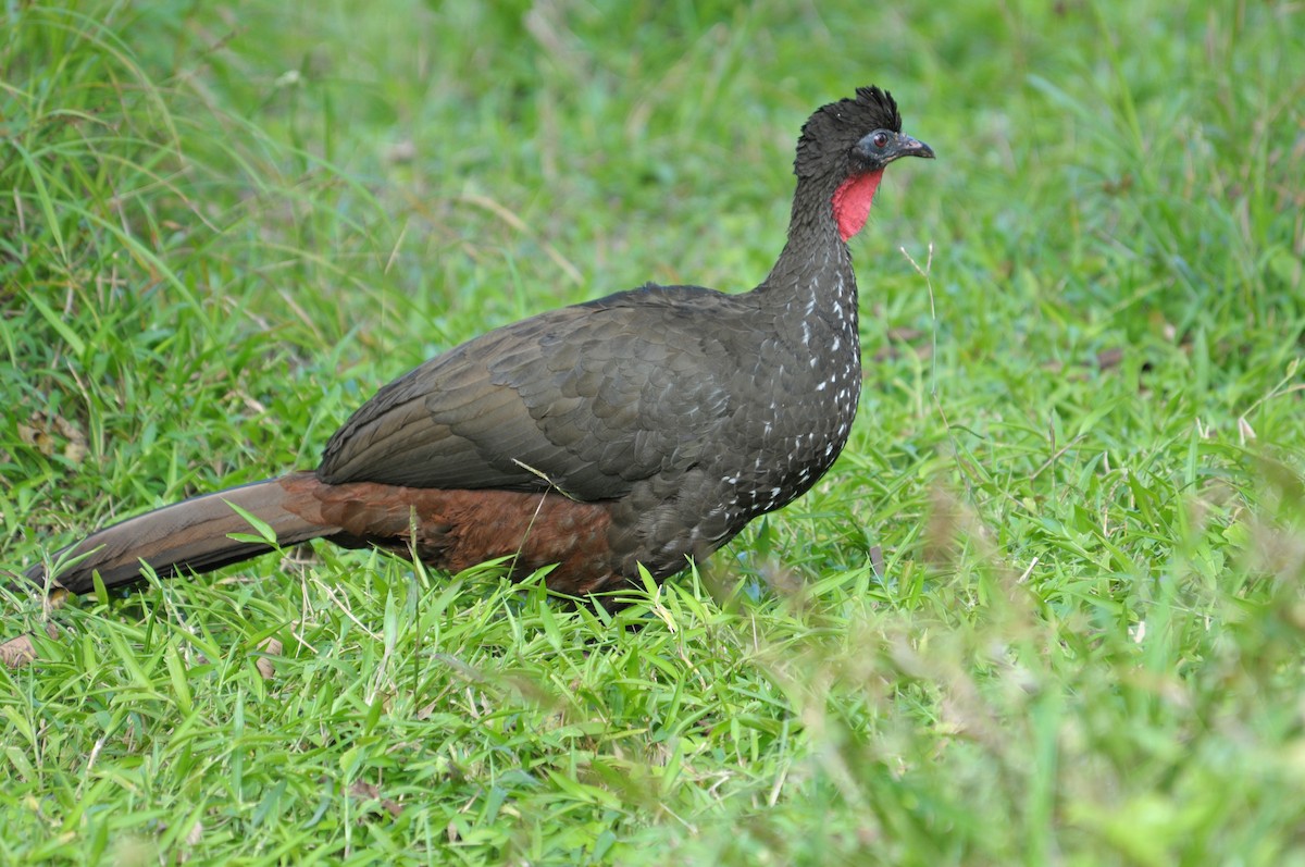Crested Guan - ML611135568