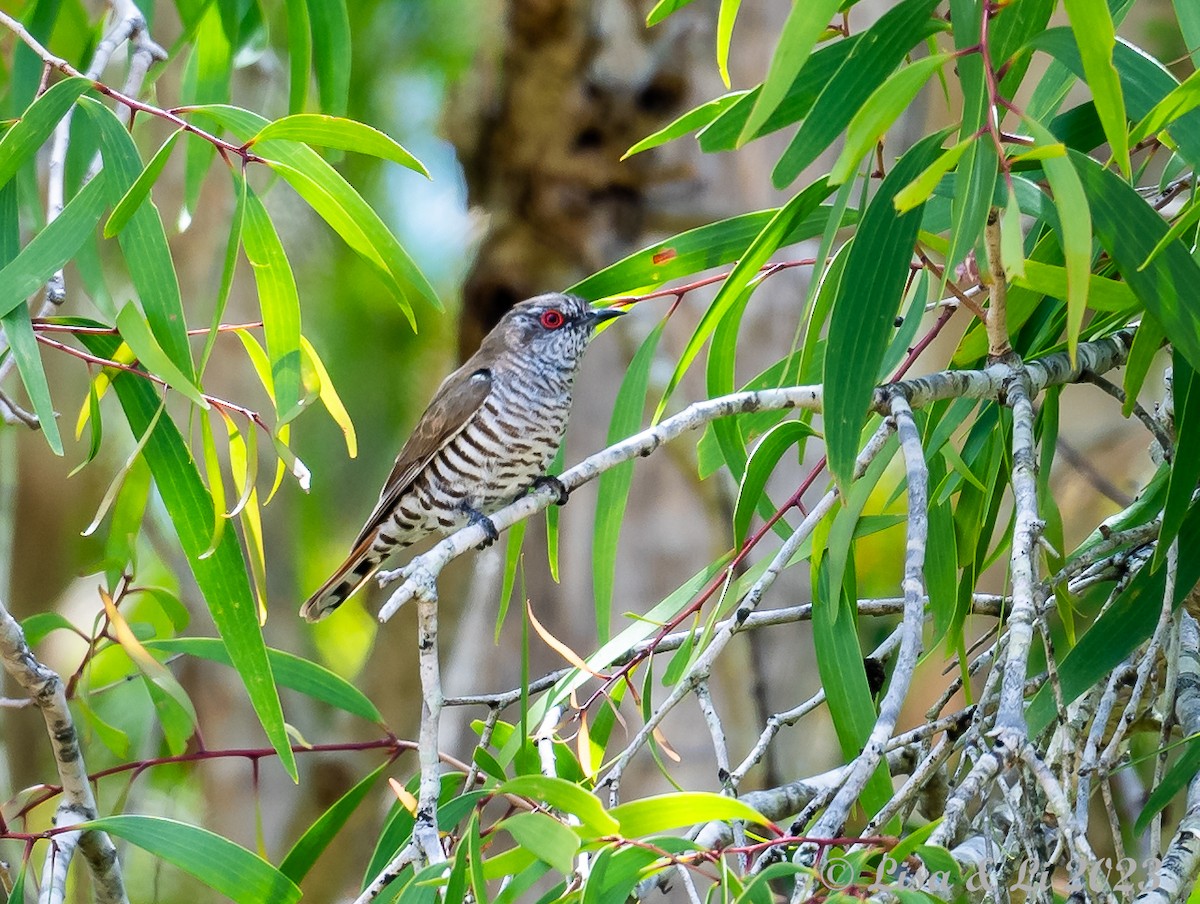 Little Bronze-Cuckoo (Gould's) - Lisa & Li Li