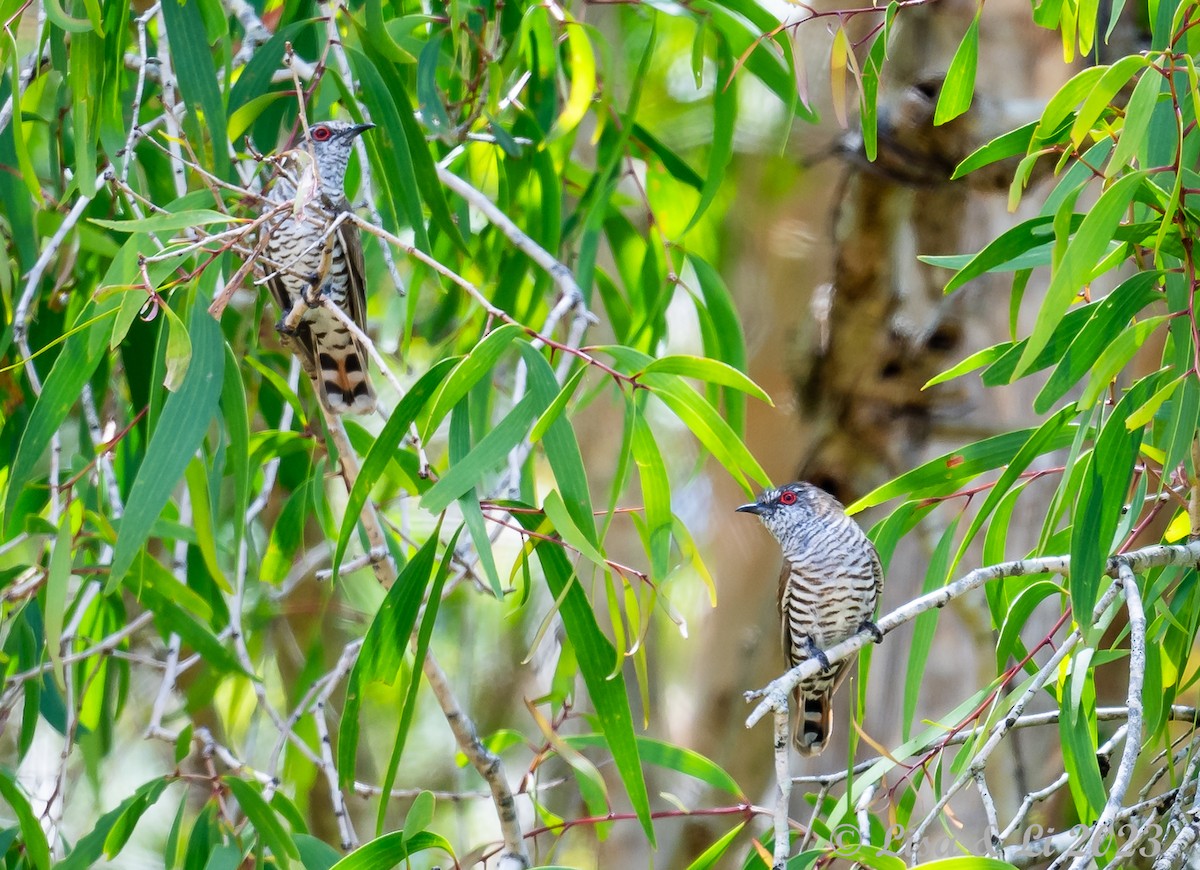 Little Bronze-Cuckoo (Gould's) - ML611135650