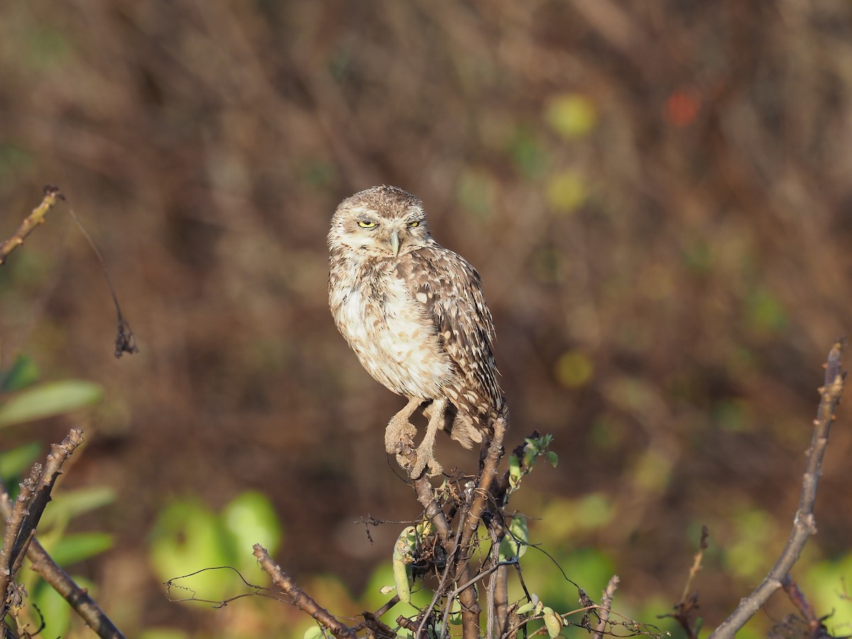 Burrowing Owl - ML611135686