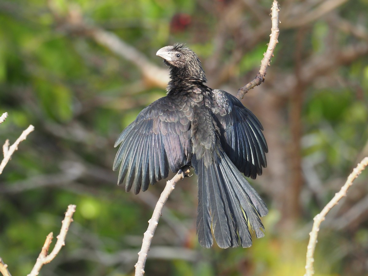 Smooth-billed Ani - André Weiss