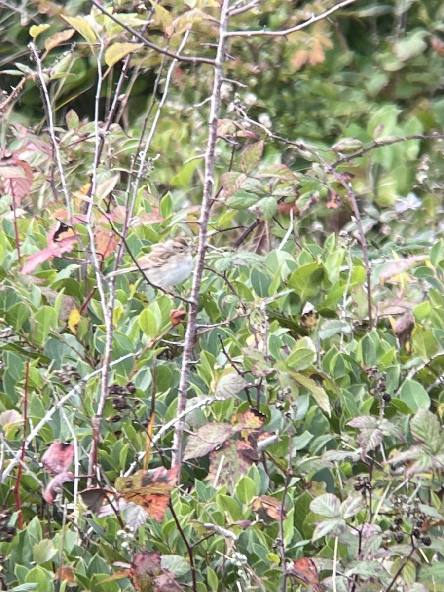 Clay-colored Sparrow - ML611135735