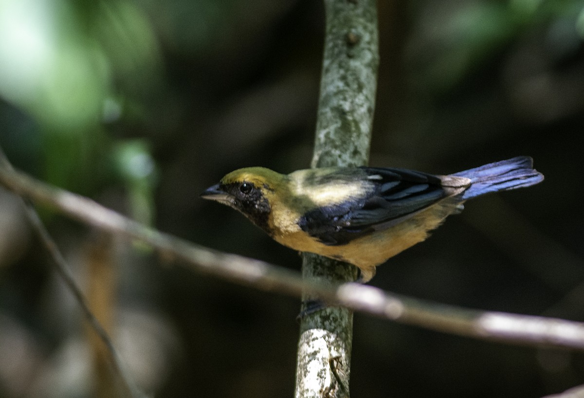Burnished-buff Tanager - ML611135817