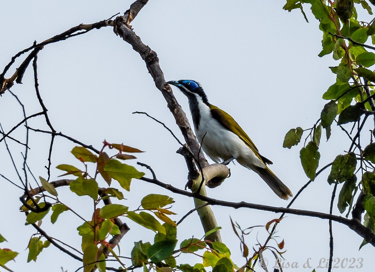 Blue-faced Honeyeater - ML611135818