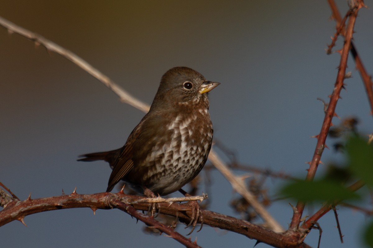 Fox Sparrow (Sooty) - ML611135860