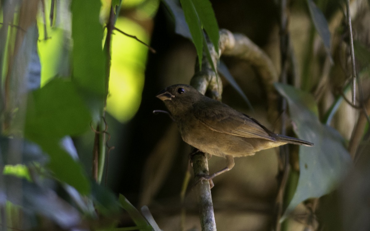 Sooty Grassquit - ML611135875