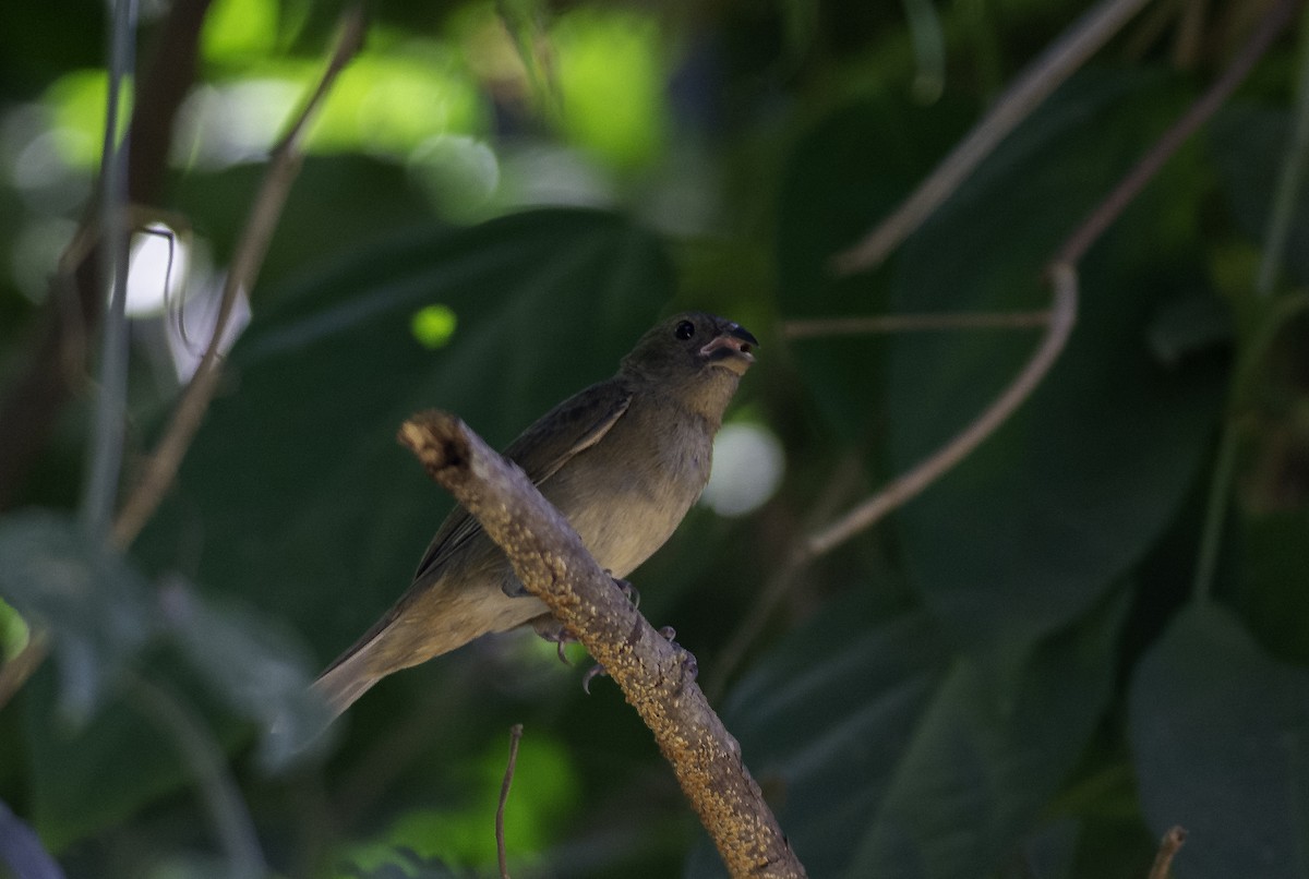 Sooty Grassquit - ML611135876