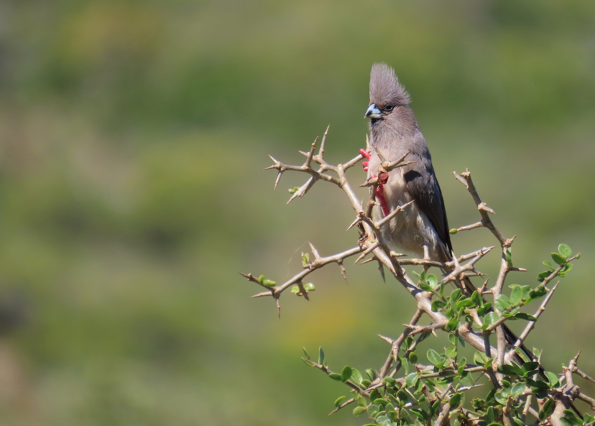 White-backed Mousebird - Nicholas Fordyce - Birding Africa