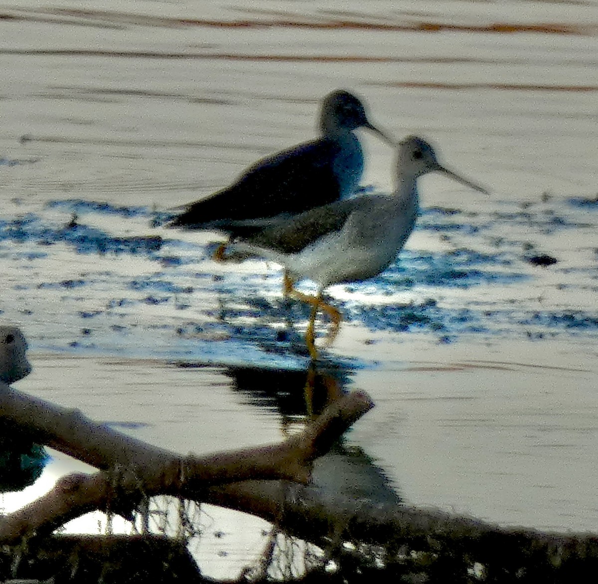 Greater Yellowlegs - ML611135958