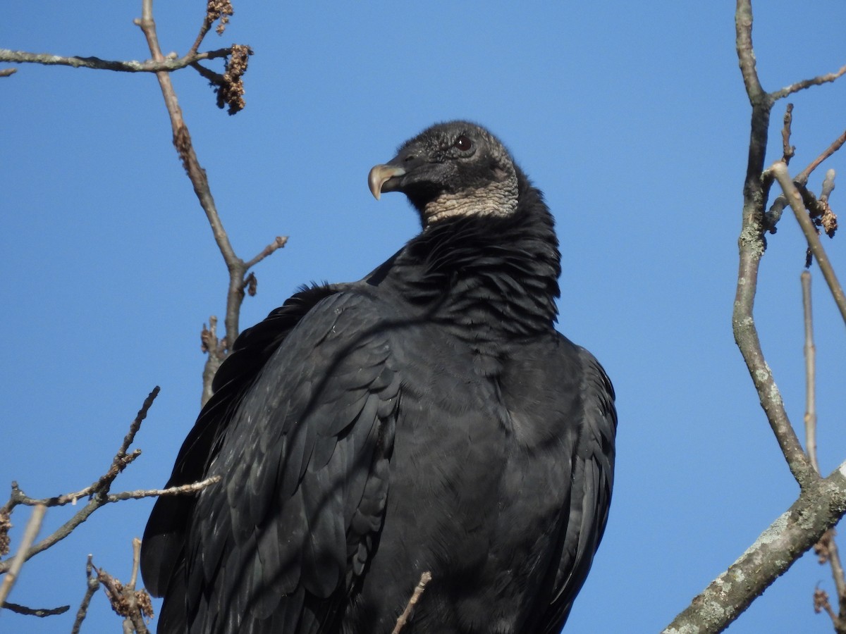 Black Vulture - ML611136102