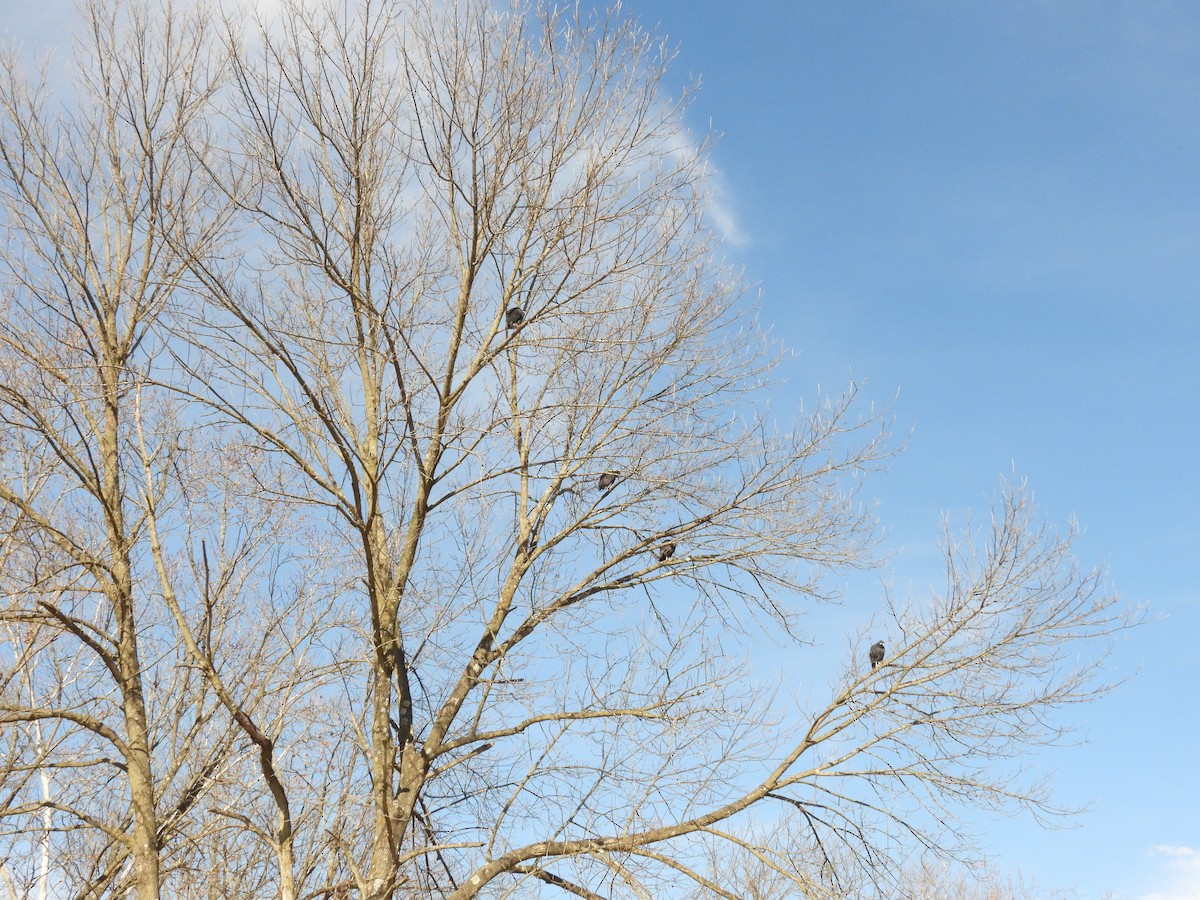 Black Vulture - ML611136103