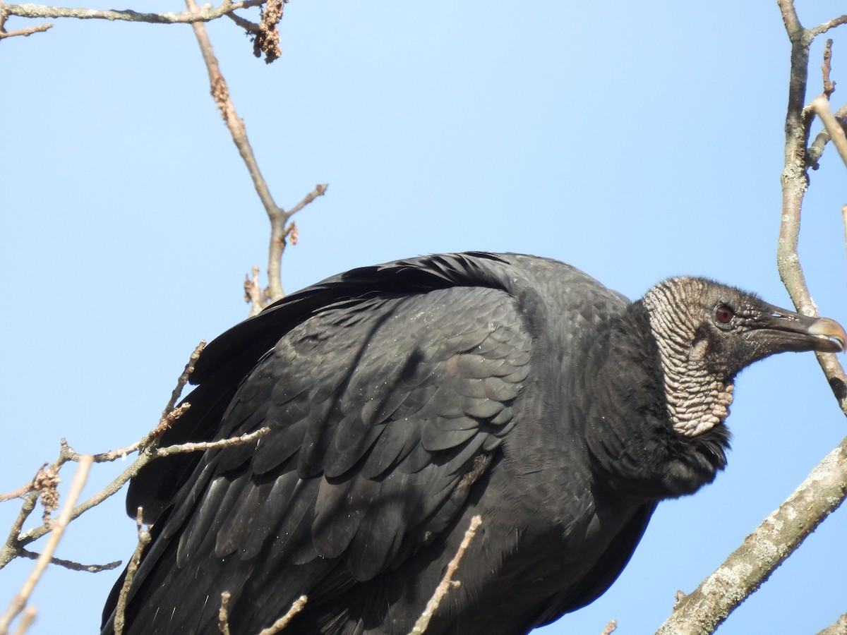 Black Vulture - ML611136104