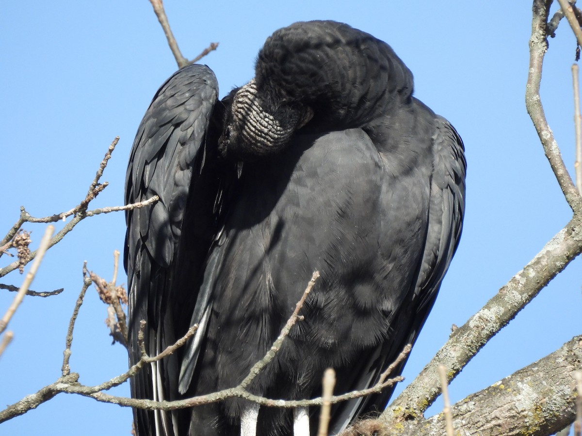 Black Vulture - ML611136105