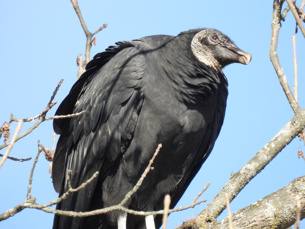 Black Vulture - ML611136106