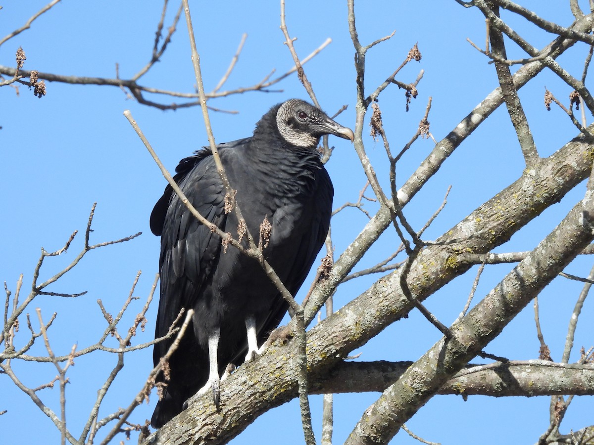 Black Vulture - ML611136107