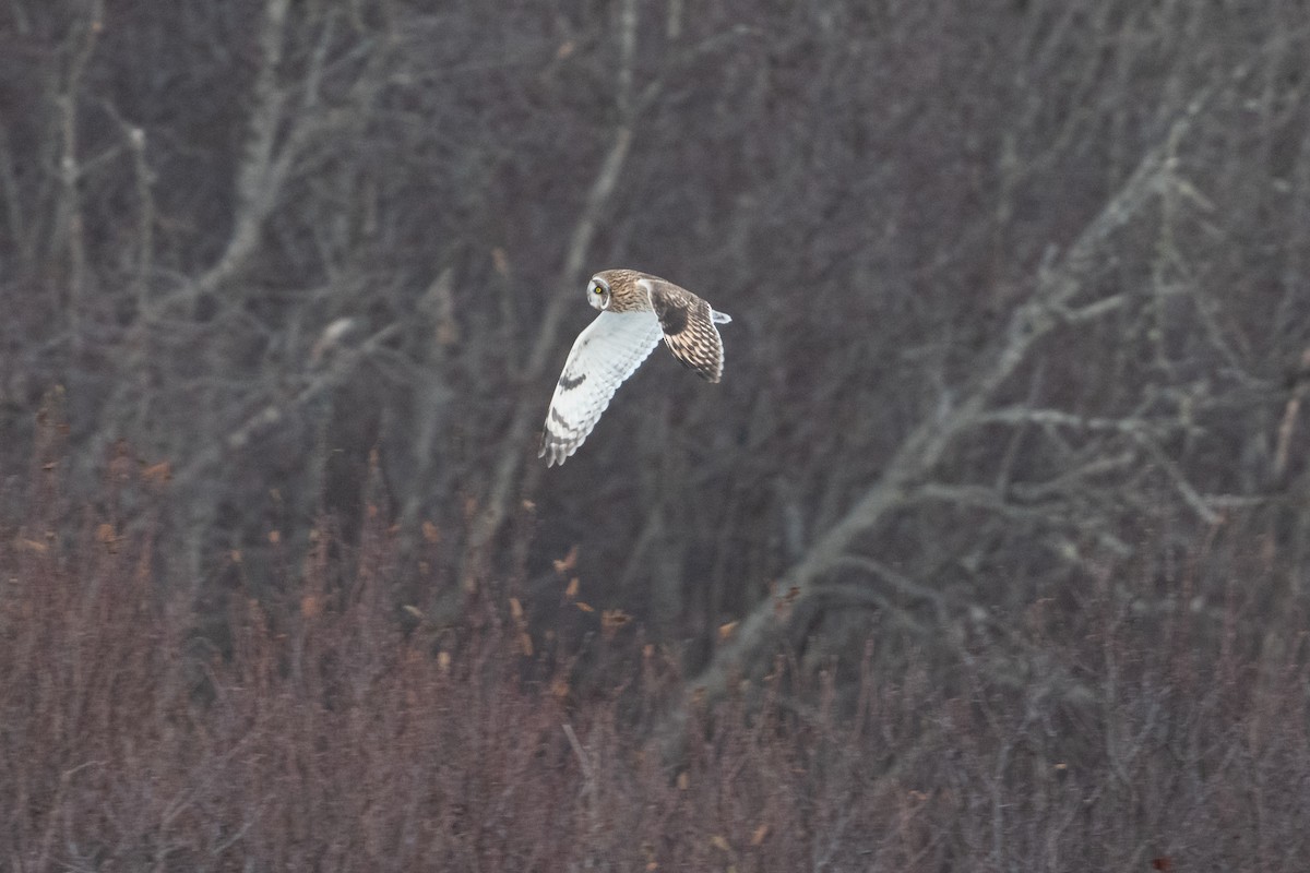 Short-eared Owl - ML611136153