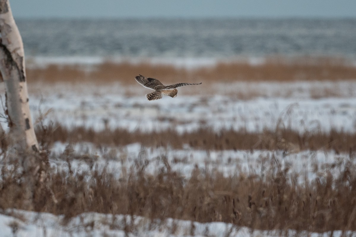 Short-eared Owl - ML611136162