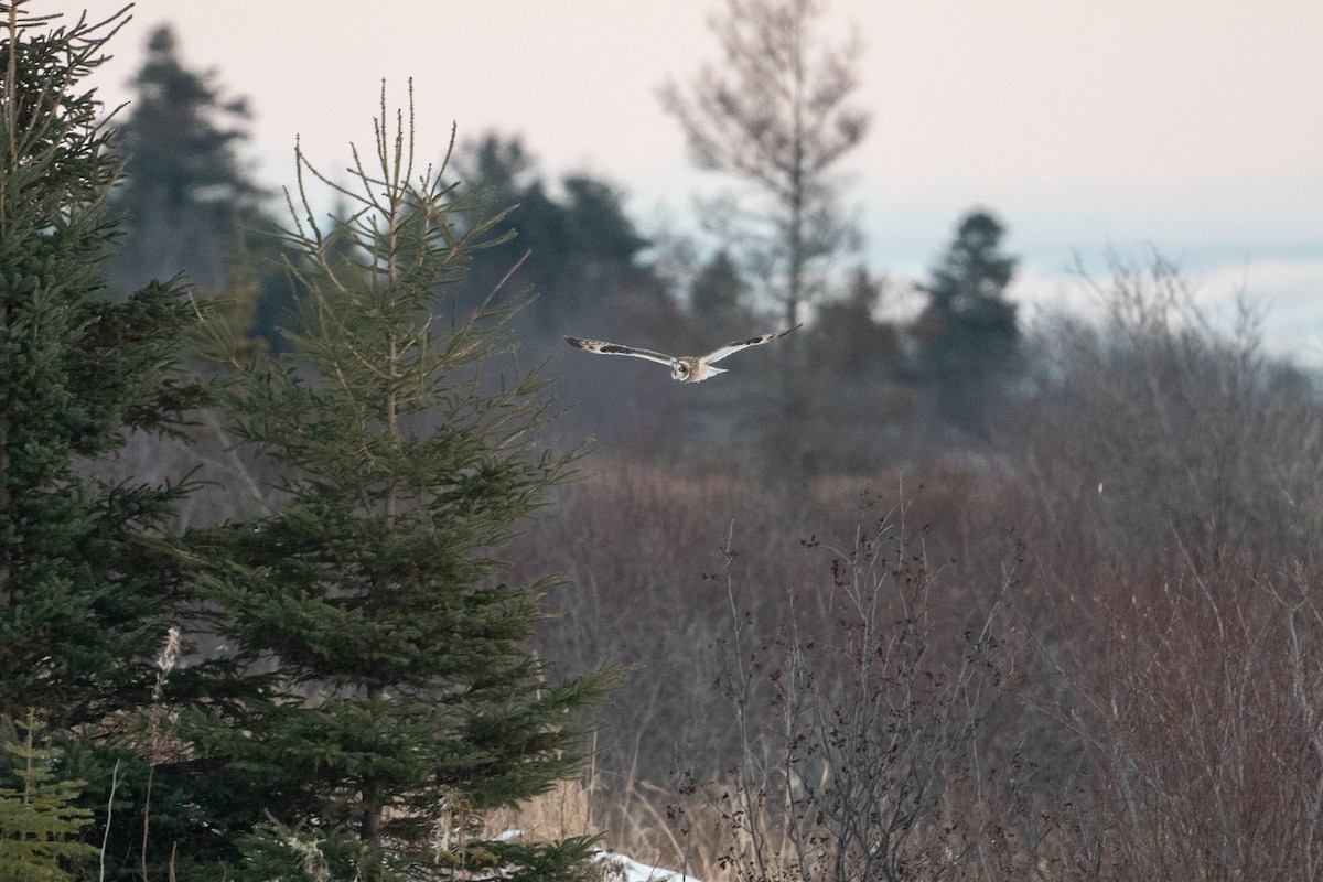 Short-eared Owl - ML611136164