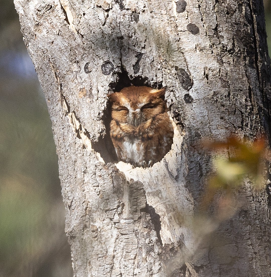 Eastern Screech-Owl - ML611136262