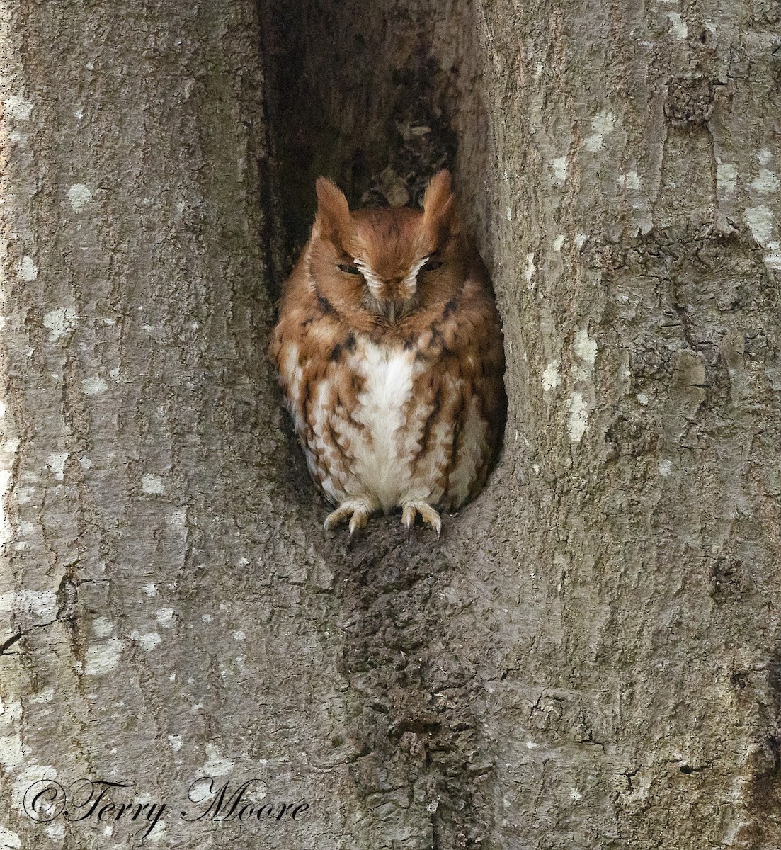 Eastern Screech-Owl - terry moore