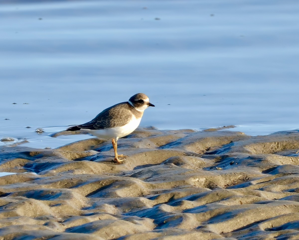 Common Ringed Plover - ML611136311